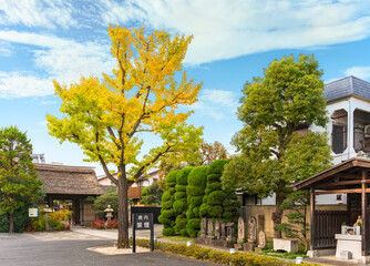 Naklejka premium Path of the Buddhist Tamonji temple surrounding by a Ginkgo biloba tree at autumn and by Buddhist Kōshintō carved stones with Niwaki trees cut in the shape of clouds.