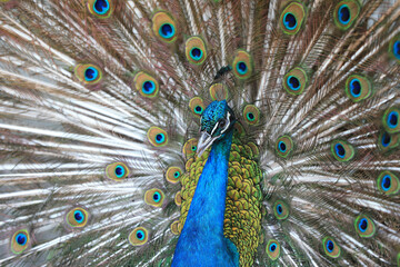 Fototapeta premium Peacocks display beautiful feathers in the farm, North China