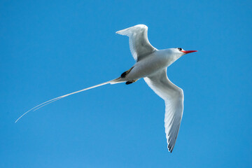 Ecuador, Galapagos Islands. Red-billed tropicbird in flight.