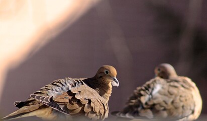 Turtle-dove on the backyard in Ontario 