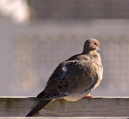 Turtle-dove on the backyard in Ontario 
