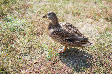Female mallard duck close-up on withered grass