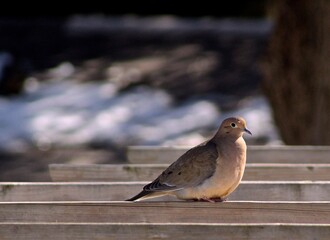 Turtle-dove on the backyard in Ontario 