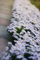 Melchia bushes of delicate purple flowers in the park