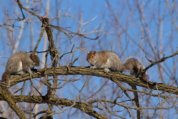 Two squirrels at spring day 