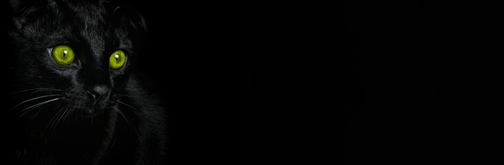 Black cat with green eyes on a black background, website designer. Portrait of a black cat, banner.