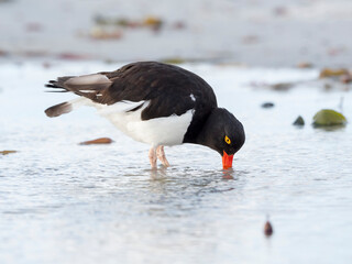 Magellanic Oystercatcher, Falkland Islands, Sea Lion Island.