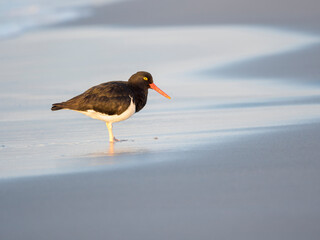 Magellanic Oystercatcher, Falkland Islands, Sea Lion Island.