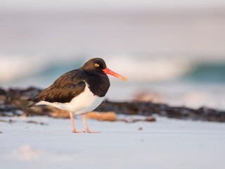 Magellanic Oystercatcher, Falkland Islands, Sea Lion Island.