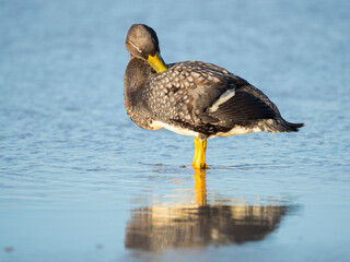 Falkland flightless steamer duck. Male shows an orange, female a greenish beak, Falkland Islands.