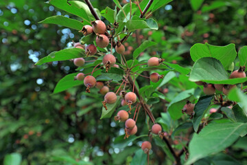 Close up of Begonia fruit