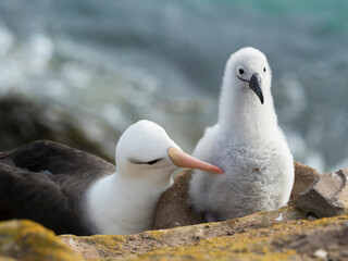 Fototapeta premium Chick on tower-shaped nest with adult. Black-browed albatross or black-browed mollymawk, Falkland Islands.