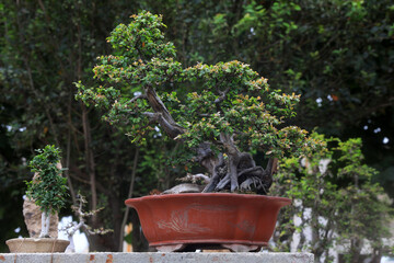 Exquisite bonsai works in a horticultural company