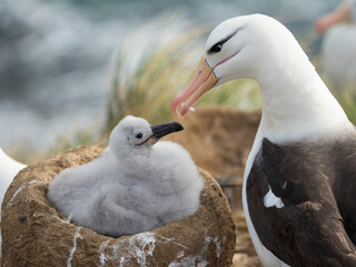 Adult and chick black-browed albatross on tower-shaped nest, Falkland Islands.