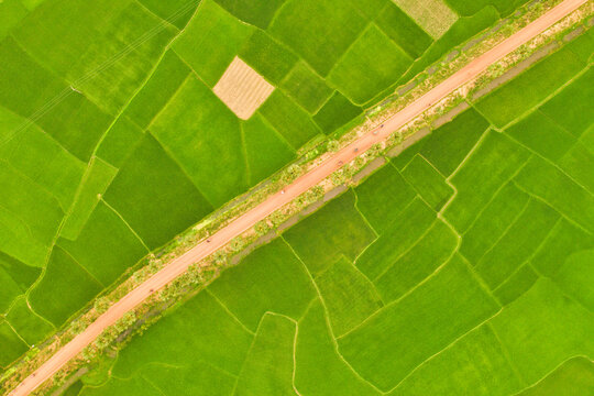 Aerial view of a hut in a vast agricultural field with a small lake in background, Gabtali, Rajshahi state, Bangladesh.