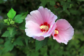 The blooming hibiscus flowers are in the garden