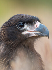 Juvenile with typical pale skin in face. Striated Caracara or Johnny Rook, protected, endemic to the Falkland Islands.