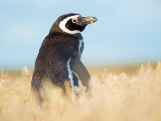 Magellanic Penguin, Falkland Islands.