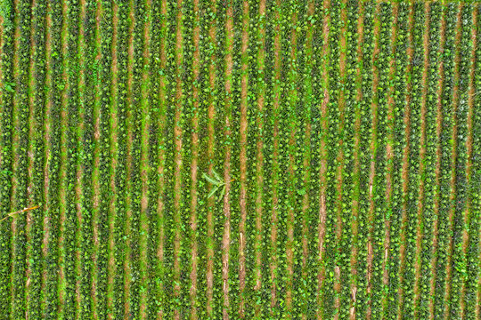 Aerial view of a person with a red umbrella standing in a pineapple garden near Madhupur city,  Dhaka, Bangladesh.
