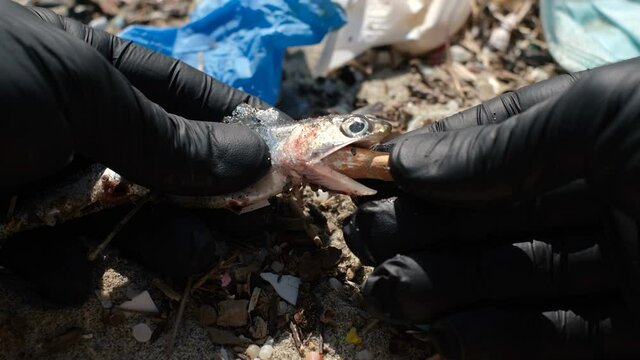 Man remove cigarette butt from dead anchovies fish mouth on contaminated sea coast,waste pollution