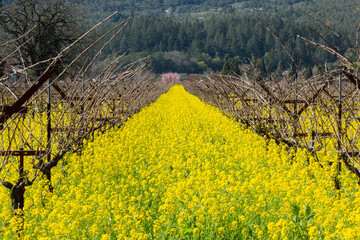 Closeup daytime photo of bright, yellow mustard growing in a vineyard framed by grapevines in Napa Valley, California.