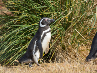 Magellanic Penguin, Falkland Islands.