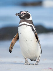 Fototapeta premium Magellanic Penguin, Falkland Islands.