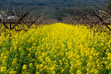 Obraz premium Closeup daytime photo of bright, yellow mustard growing in a vineyard framed by grapevines in Napa Valley, California.