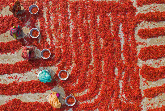 Aerial view of few people working in farm picking red chilli in a field, Sariakandi, Rajshahi province, Bangladesh.