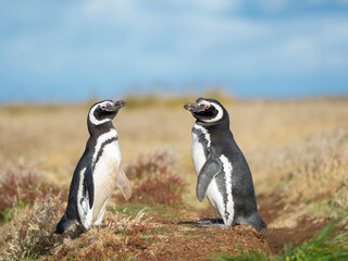 Obraz premium Magellanic penguin social behavior in a group, Falkland Islands.