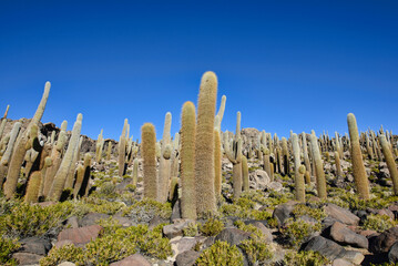 Giant cardon cacti (Echinopsis atacamensis) on Isla Incahuasi, Salar de Uyuni, Bolivia