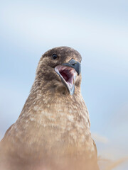 Falkland skua or brown skua are the great skua of the southern polar and subpolar region, Falkland Islands.