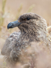 Falkland skua or brown skua are the great skua of the southern polar and subpolar region, Falkland Islands.