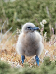 Falkland skua or brown skua chick. They are the great skua of the southern polar and subpolar region, Falkland Islands.
