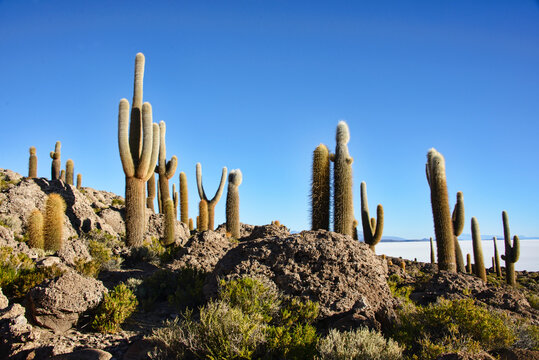 Giant cardon cacti (Echinopsis atacamensis) on Isla Incahuasi, Salar de Uyuni, Bolivia