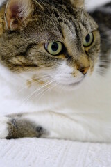 Resting tabby cat with green eyes indoors