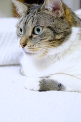 Portrait of a three quarter cat with large green eyes, three color triggers and white chest. Sitting on a white blanket