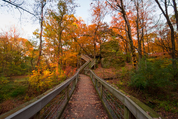 A wooden trail path through a colorful forest with trees losing leaves in the autumn.