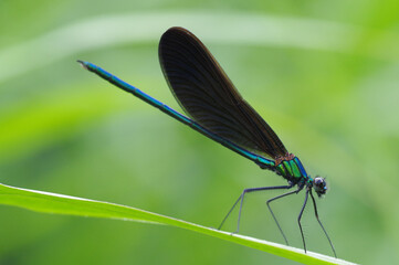 アオハダトンボ
