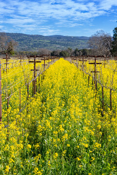Closeup daytime photo of bright, yellow mustard flowers growing between rows of vines in a vineyard in Napa Valley, California.