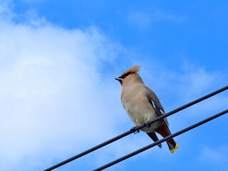 青空バックに電線にとまってのんびりくつろぐキレンジャク