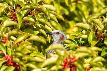 好物の完熟した赤い実に囲まれてくつろぐヒヨドリ