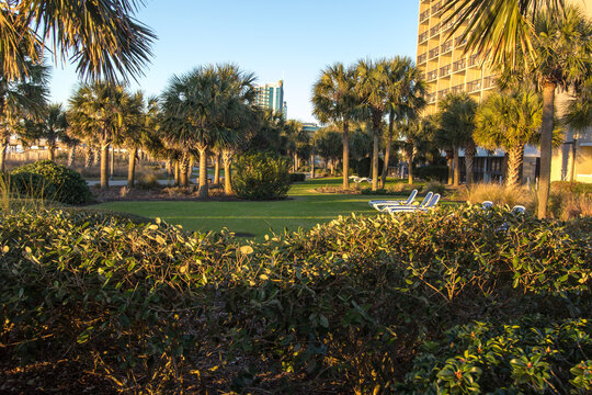 Tanning lawn with chaise lounges surrounded by palmetto and palm tress on the coast of the Atlantic Ocean in Myrtle Beach, South Carolina.