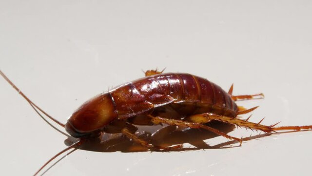 Close up cockroach isolated on white background.Cockroaches are dying White background cockroach and white cockroach supination.