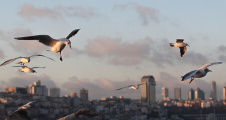 istanbulda kent görünümü ve doğa beraber