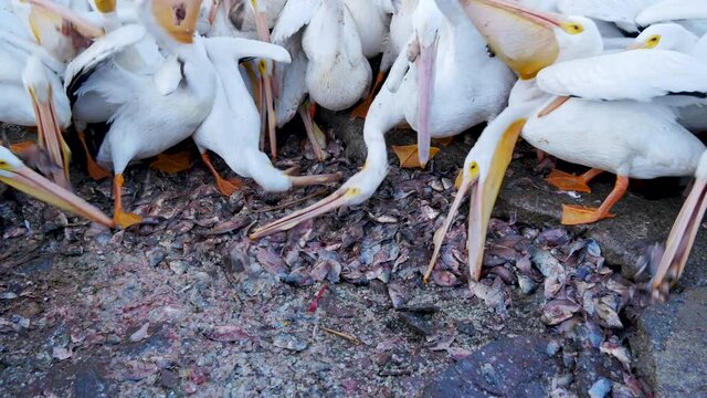 Flock of hungry american white pelicans or pelicanos borregones hunting fish on seashore of Chapala lake in daylight