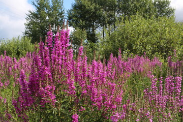bright pink flowers grow in the summer in the grass in the forest