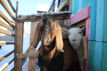 goats Nubian animals in a pen in the winter walk on the farm