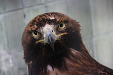 close up of a eagle