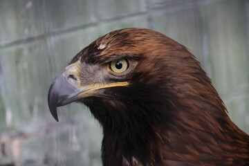 close up of a eagle